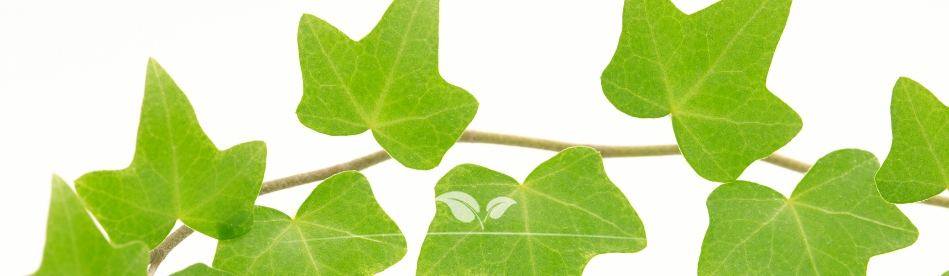 Hedera Hibernica kaufen | immergrüne Kletterpflanze | Gardline